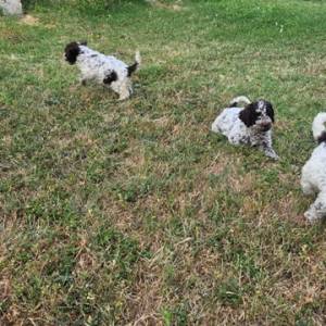 Lagotto Romagnolo, kvalitetni štenci