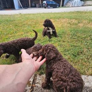 Lagotto Romagnolo, kvalitetni štenci