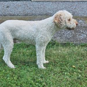 Lagotto Romagnolo, kvalitetni štenci