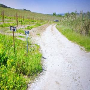 Motovun 8946m2 veliko zemljište