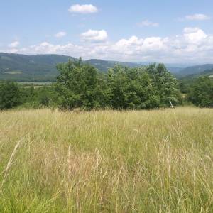 Motovun 8946m2 veliko zemljište