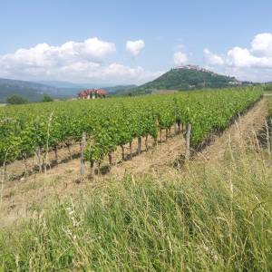 Motovun veliko zemljište, super lokacija