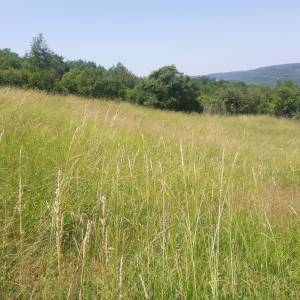 Motovun veliko zemljište, super lokacija