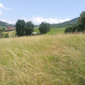 Motovun veliko zemljište, super lokacija