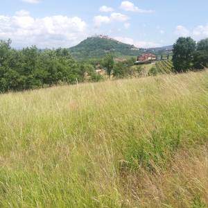 Motovun veliko zemljište, super lokacija