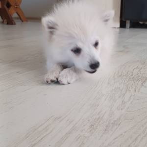 Njemački mali špic, čupavi štenci