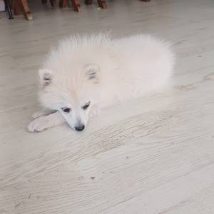 Njemački mali špic, čupavi štenci