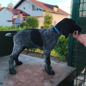 Prodajem muško štene uzgajivačnice Hunter Long Village