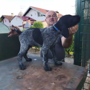 Prodajem muško štene uzgajivačnice Hunter Long Village