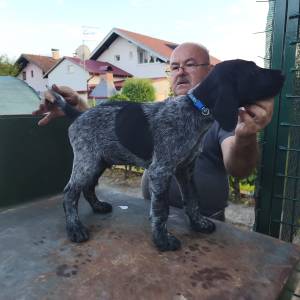 Prodajem muško štene uzgajivačnice Hunter Long Village