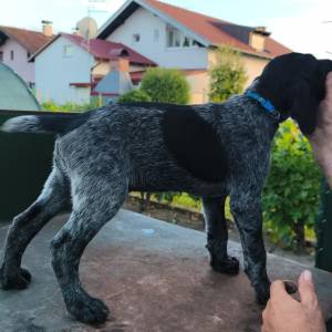 Prodajem muško štene uzgajivačnice Hunter Long Village