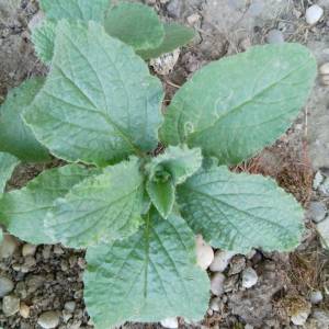 Prodajem presadnice BORAČA ILI BORAŽINE (Borago officinalis L.)