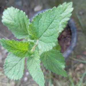 Prodajem presadnice matičnjaka (Melissa officinalis)