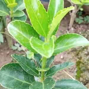 Prodajem sadnice zelene japanske kurike (Euonymus japonicus)