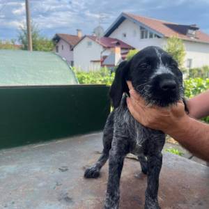prodajem žensko štene uzgajivačnice Hunter Long Village ,