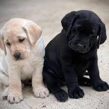 Štenci labradora retrivera za vas.