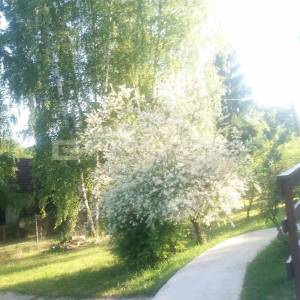 Vikendica Podgarić, Marles kućica 25 m², renovirano - BEZ PROVIZIJE!