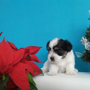Yorkshire terrier-MORKY-Maltezer, mali štenci, pomoć u odgoju i školov