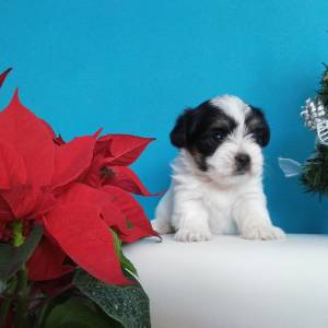Yorkshire terrier-MORKY-Maltezer, mali štenci, pomoć u odgoju i školov