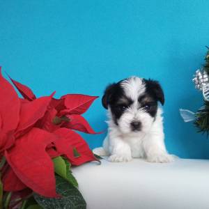 Yorkshire terrier-MORKY-Maltezer, mali štenci, pomoć u odgoju i školov