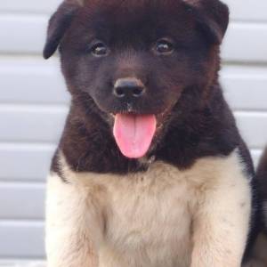 Američka Akita štenci