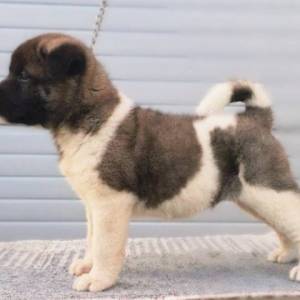 Američka Akita štenci