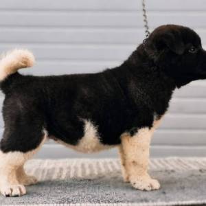 Američka Akita štenci