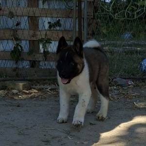 Americka akita stenci