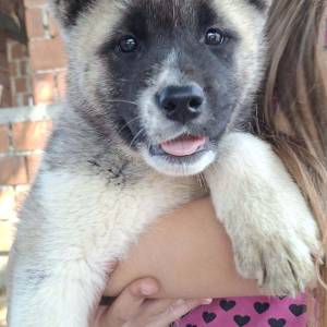 Americka akita stenci