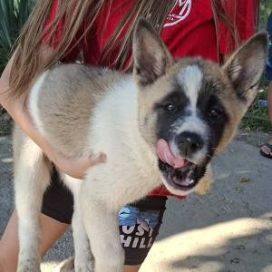 Americka akita stenci