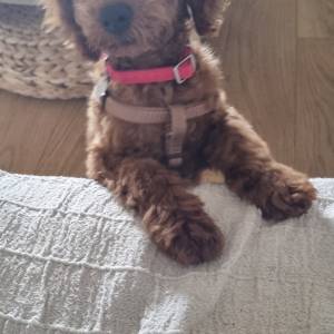 Crvena toy pudla