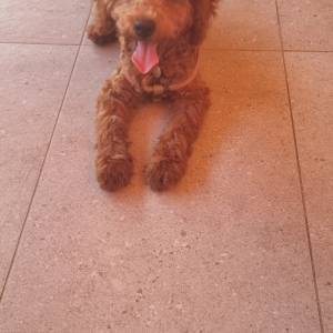 Crvena toy pudla
