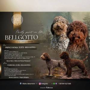 Lagotto Romagnolo štenci