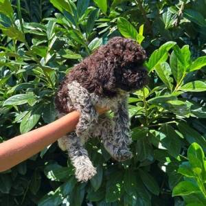 Lagotto Romagnolo štenci