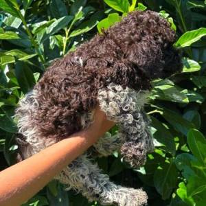 Lagotto Romagnolo štenci