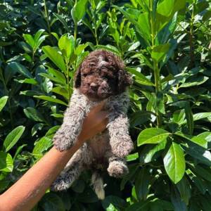 Lagotto Romagnolo štenci