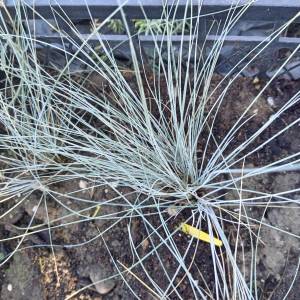 Prodajem sadnice SIVOPLAVE VLASULJE (Festuca glauca) ukrasna trava