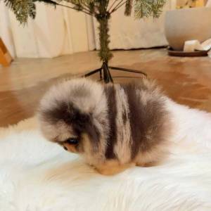 Štenci pomeranskog špica