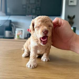 Toy/Mini pudlice – još samo 2 mužjaka dostupna