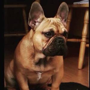 Francuski buldog IKC roditelji