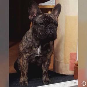 Francuski buldog IKC roditelji