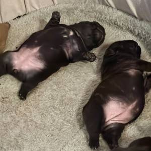 Francuski buldog IKC roditelji