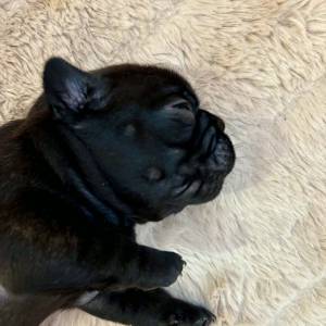 Francuski buldog IKC roditelji