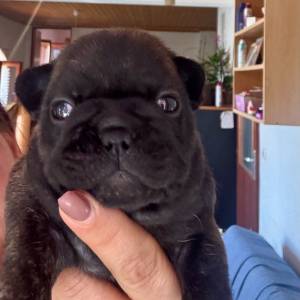 Francuski buldog IKC roditelji