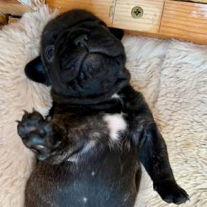 Francuski buldog IKC roditelji