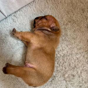 Francuski buldog IKC roditelji