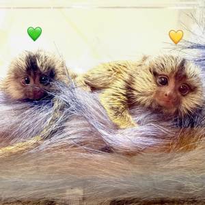 Marmoset majmuni dostupni za udomljavanje u njihov novi dom.
